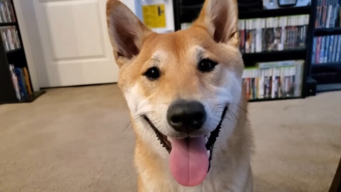 Peanut Butter on maailman nopein koira